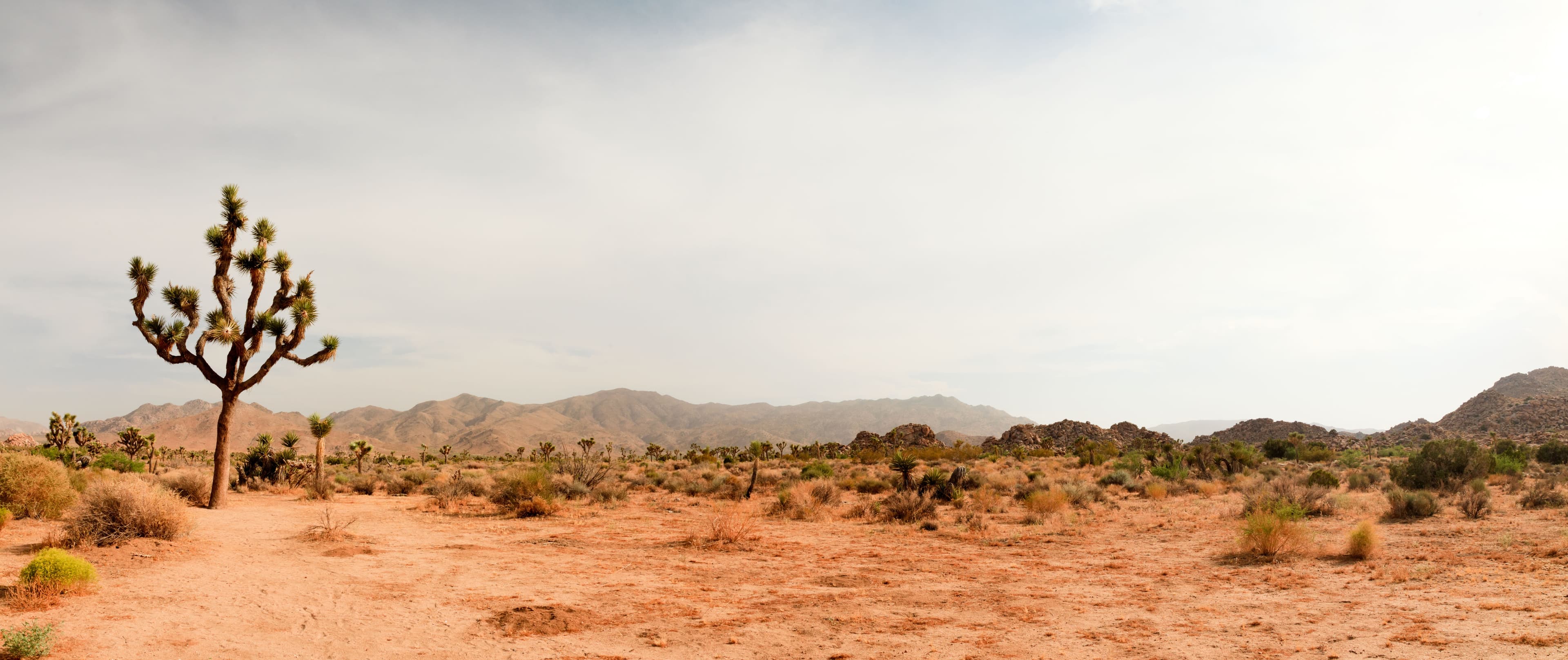 mojave desert