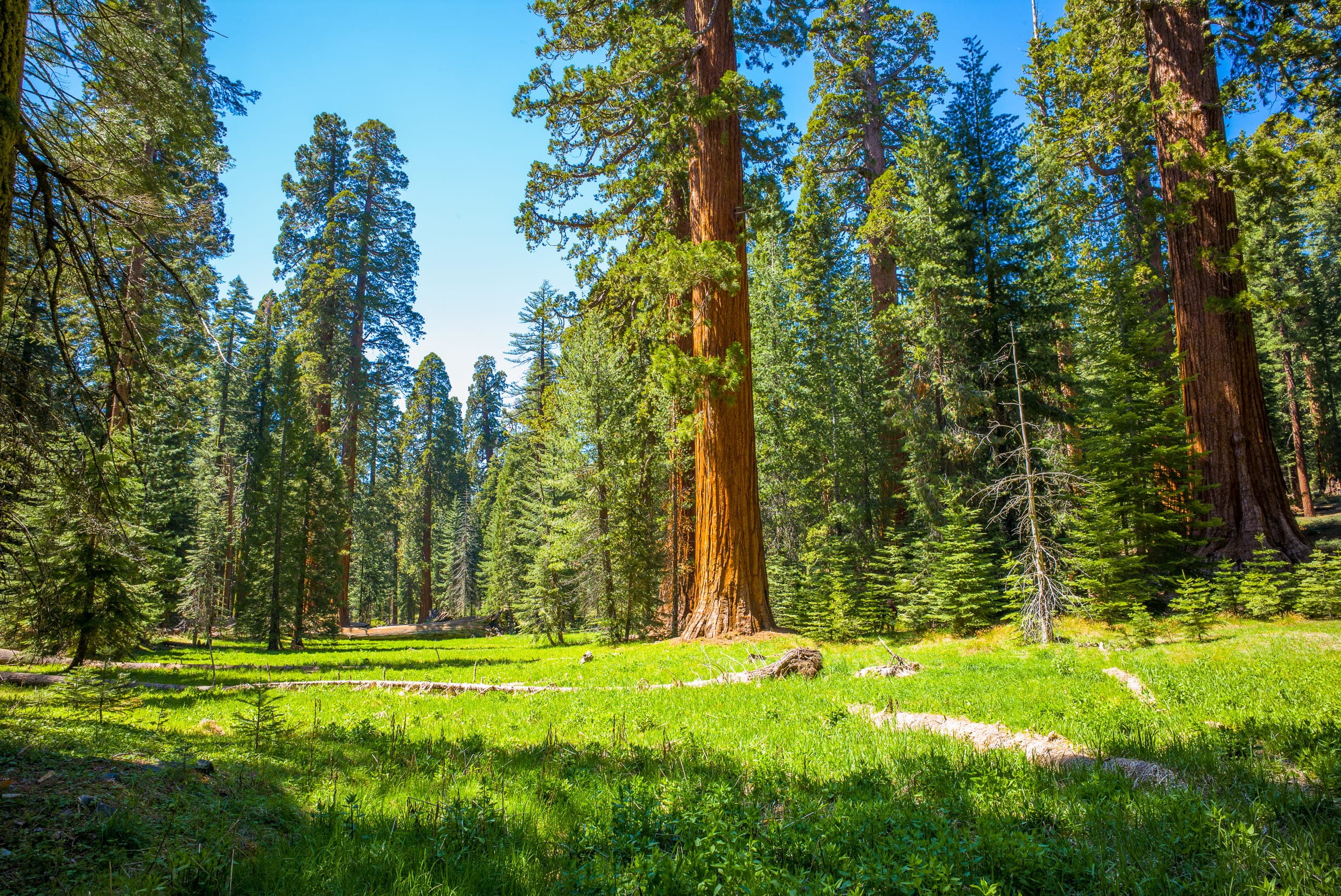 yosemite forest